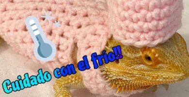 El comportamiento de los reptiles cuando tienen frío con alimentación especial