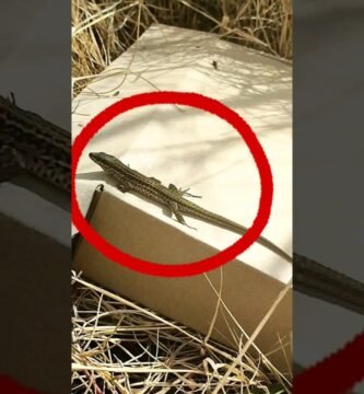 El comportamiento de los reptiles cuando tienen frío - consejos de expertos