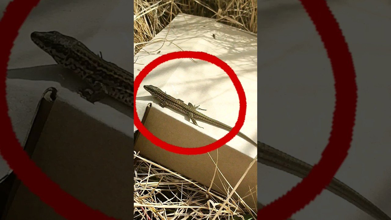 El comportamiento de los reptiles cuando tienen frío - consejos de expertos