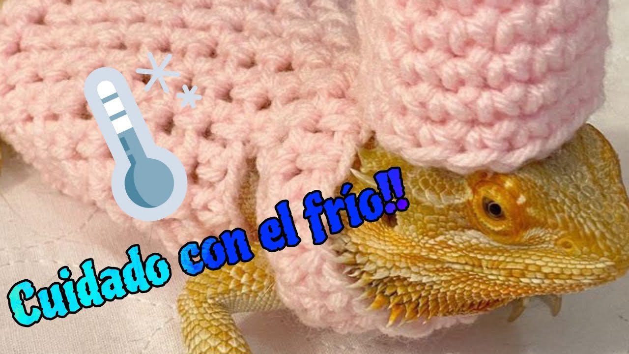 El comportamiento de los reptiles cuando tienen frío desde casa