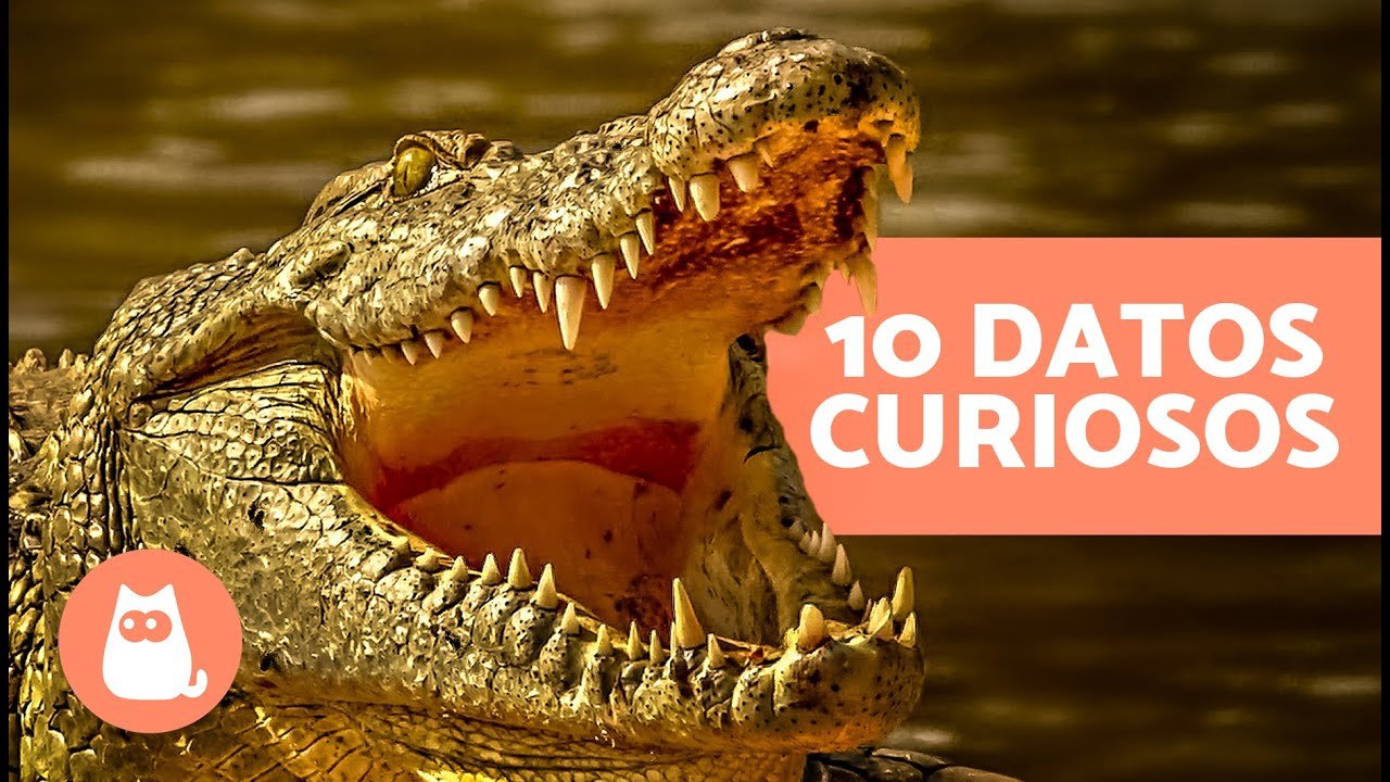 El comportamiento de los reptiles cuando tienen frío durante el día