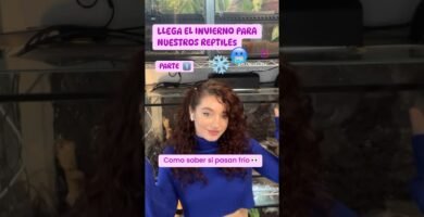 El comportamiento de los reptiles cuando tienen frío explicado paso a paso