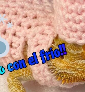 El comportamiento de los reptiles cuando tienen frío y su adaptación