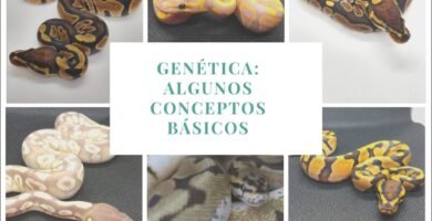 Fertilización en reptiles: conceptos básicos paso a paso