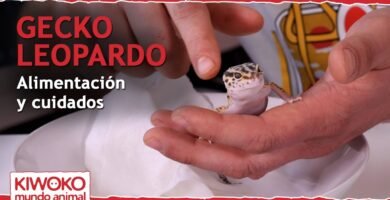 Guía completa de alimentación para geckos leopardo con alimentos naturales