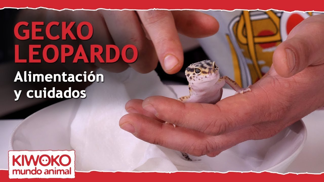 Guía completa de alimentación para geckos leopardo con alimentos naturales