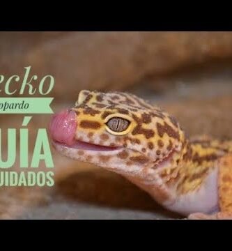 Guía completa de alimentación para geckos leopardo en invierno
