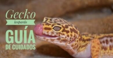 Guía completa de alimentación para geckos leopardo en verano