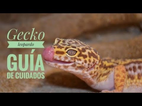 Guía completa de alimentación para geckos leopardo en verano