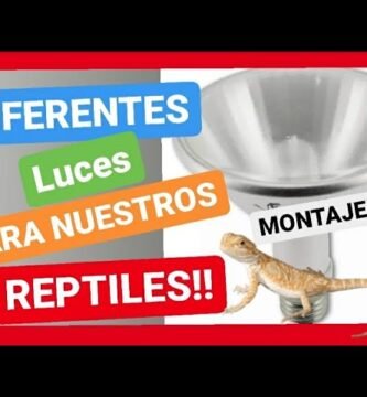 Lámparas ideales para casas de reptiles en interiores adaptado a reptiles grandes