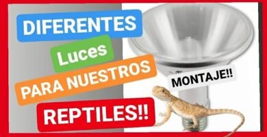 Lámparas ideales para casas de reptiles en interiores adaptado a reptiles grandes