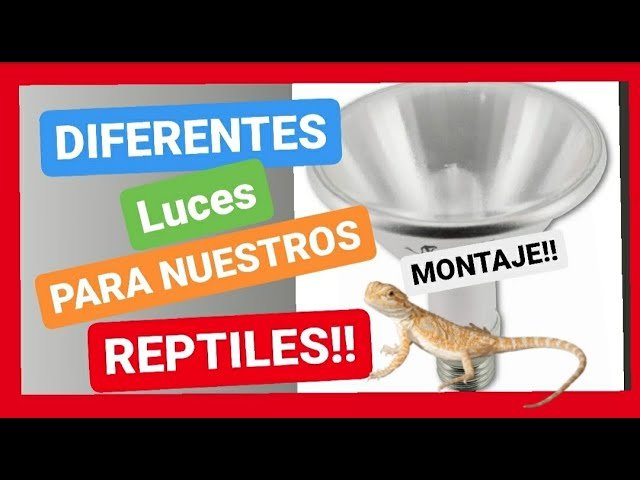 Lámparas ideales para casas de reptiles en interiores adaptado a reptiles grandes