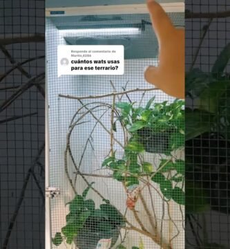 Lámparas ideales para casas de reptiles en interiores para camaleones