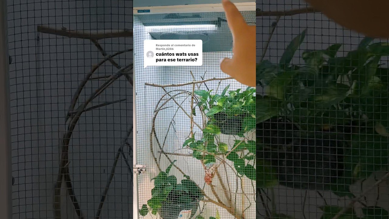 Lámparas ideales para casas de reptiles en interiores para camaleones