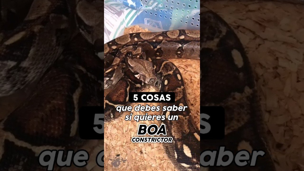 Mi reptil no se mueve: causas posibles - consejos de expertos