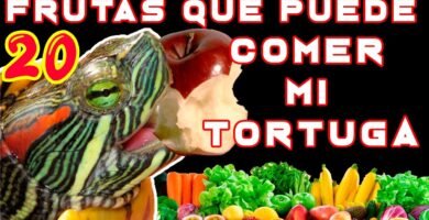 Qué frutas pueden comer los reptiles en casa con alimentos naturales