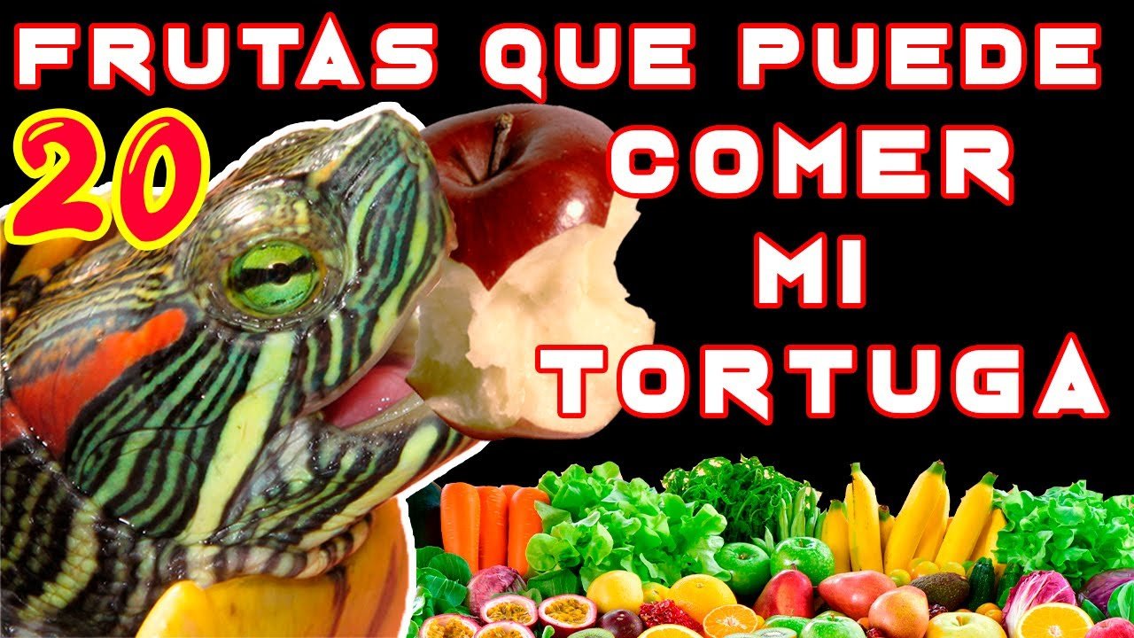Qué frutas pueden comer los reptiles en casa con alimentos naturales