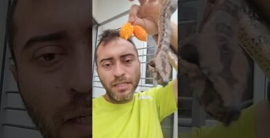 Qué frutas pueden comer los reptiles en casa con productos accesibles