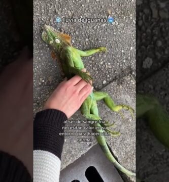 Qué frutas pueden comer los reptiles en casa en clima tropical