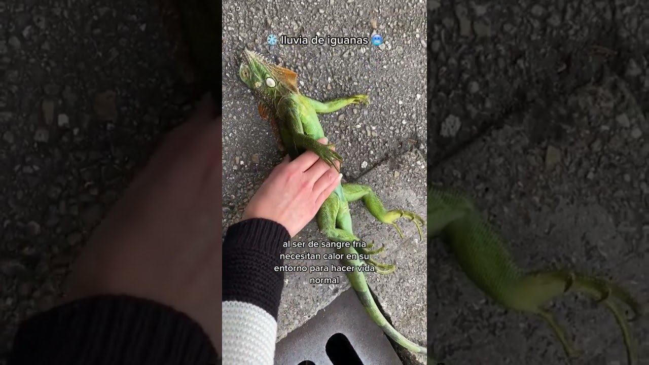 Qué frutas pueden comer los reptiles en casa en clima tropical
