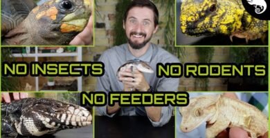 Qué frutas pueden comer los reptiles en casa para reptiles de gran tamaño