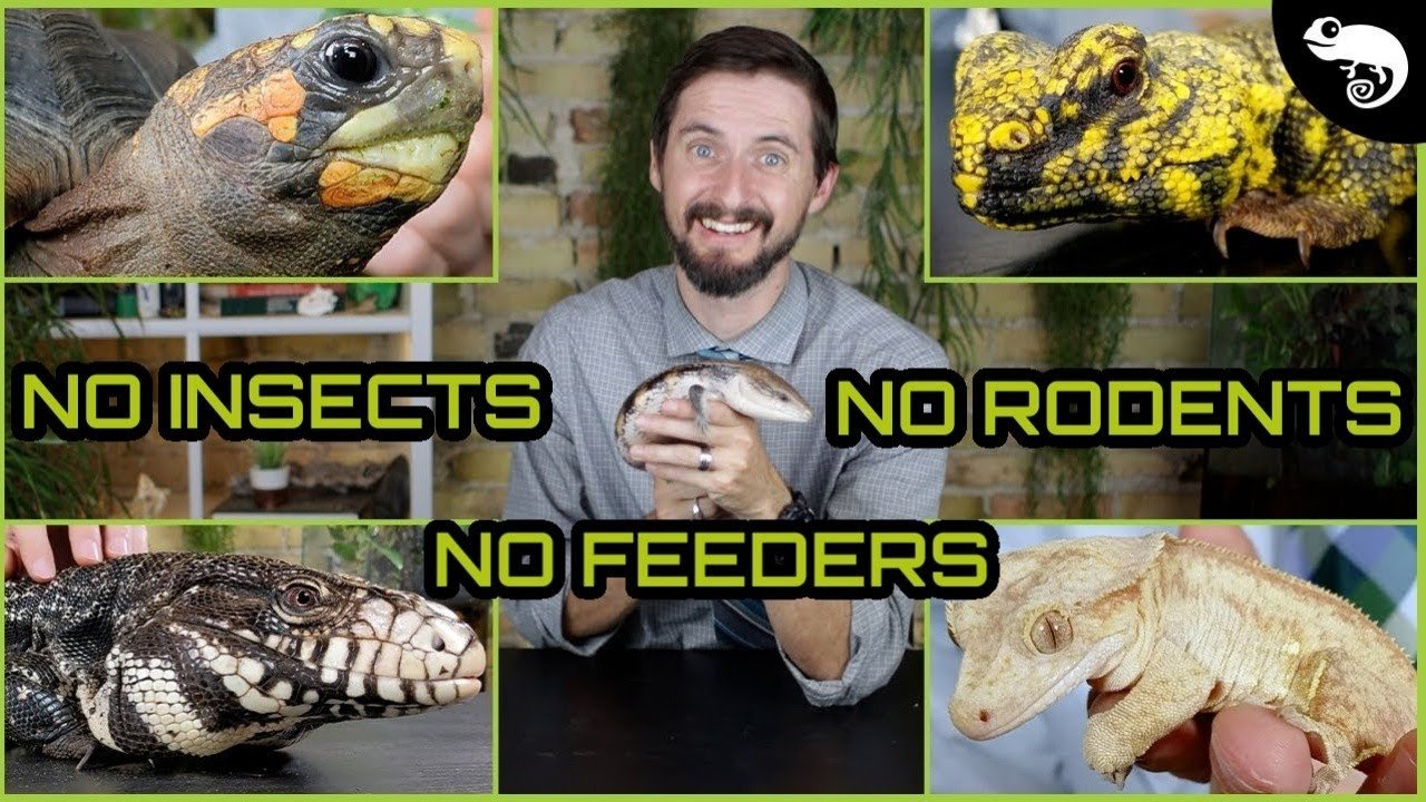Qué frutas pueden comer los reptiles en casa para reptiles de gran tamaño