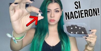 Qué hacer si los huevos de reptiles no eclosionan en terrarios caseros