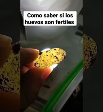 Qué hacer si los huevos de reptiles no eclosionan en verano