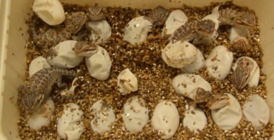 Qué hacer si los huevos de reptiles no eclosionan para camaleones