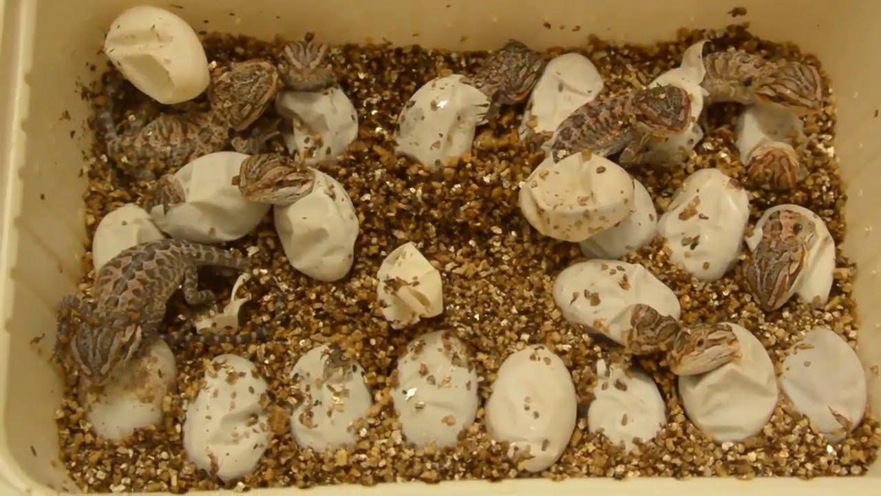 Qué hacer si los huevos de reptiles no eclosionan para camaleones