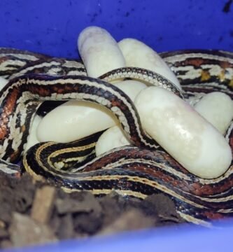 Qué hacer si los huevos de reptiles no eclosionan para serpientes