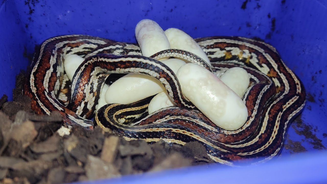 Qué hacer si los huevos de reptiles no eclosionan para serpientes