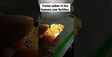 Qué hacer si los huevos de reptiles no eclosionan paso a paso