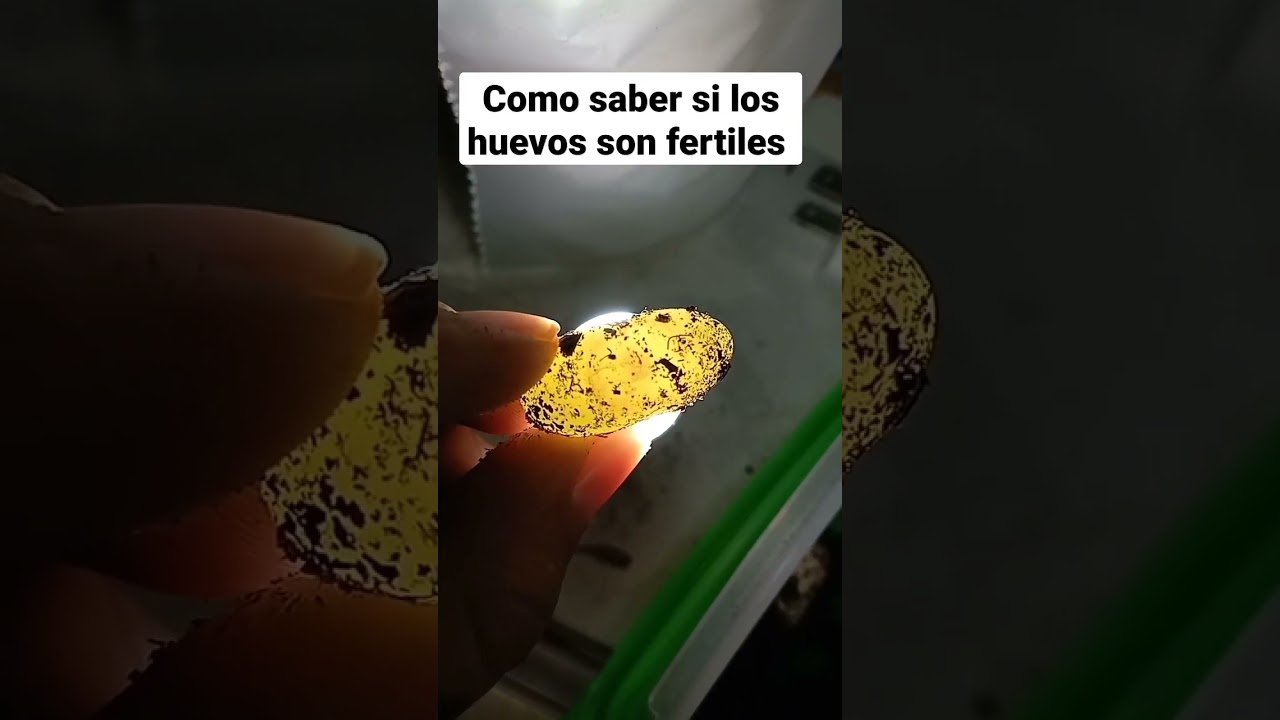 Qué hacer si los huevos de reptiles no eclosionan según expertos