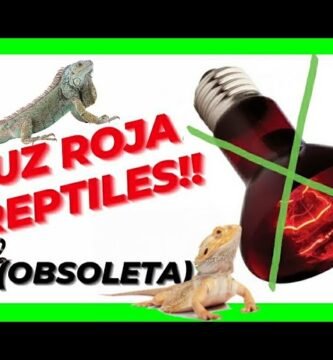 Qué hacer si tu reptil doméstico se enferma con iluminación artificial