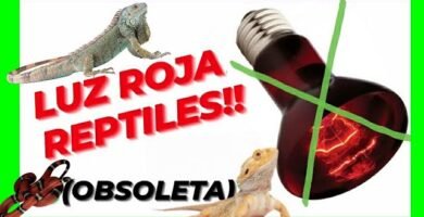 Qué hacer si tu reptil doméstico se enferma con iluminación artificial