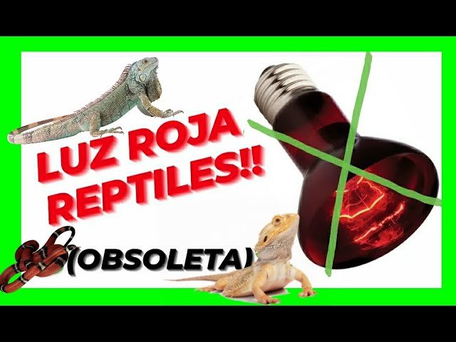 Qué hacer si tu reptil doméstico se enferma con iluminación artificial