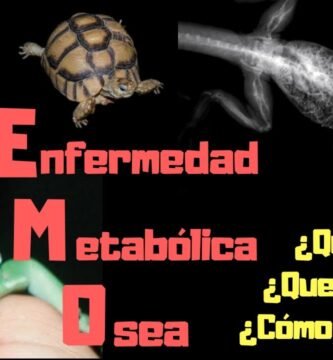 Qué hacer si tu reptil doméstico se enferma con poco tiempo disponible