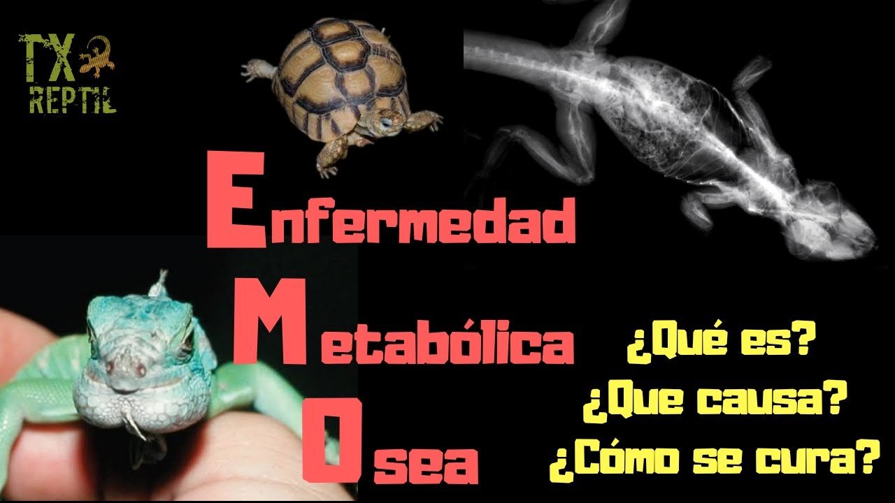 Qué hacer si tu reptil doméstico se enferma con poco tiempo disponible