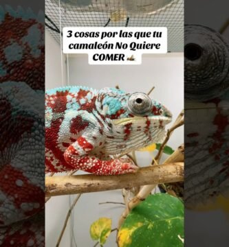 Qué hacer si tu reptil no quiere comer en ciudades cálidas