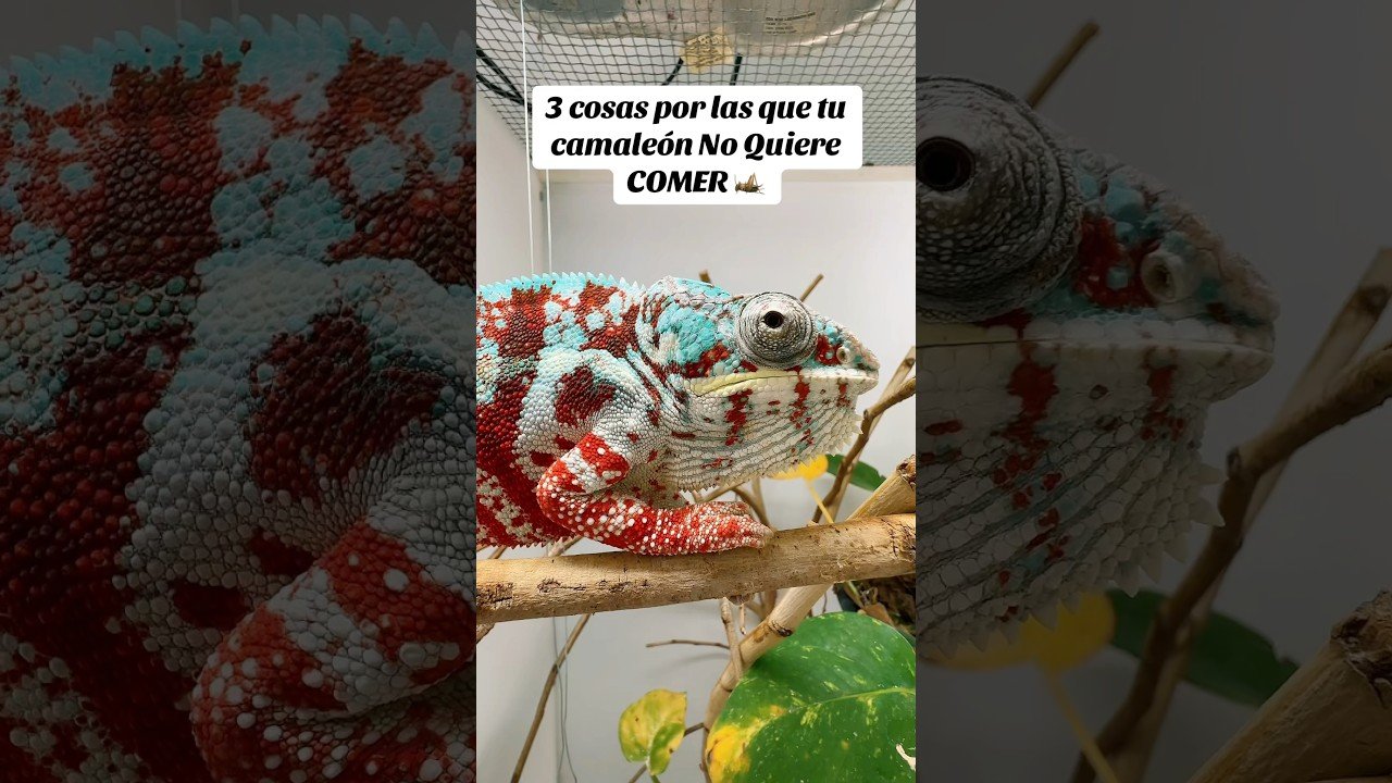 Qué hacer si tu reptil no quiere comer en ciudades cálidas