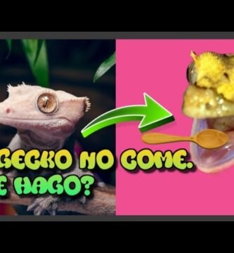 Qué hacer si tu reptil no quiere comer explicados por expertos