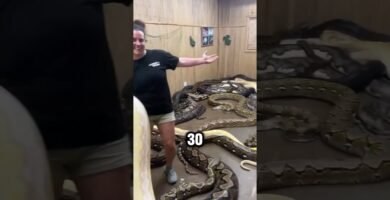 Tiempo de vida de los reptiles domésticos según su especie en departamentos