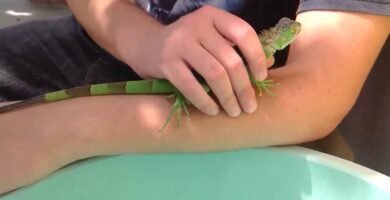 ¿Qué significa cuando mi reptil bosteza? en época de muda