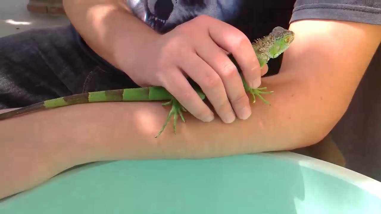 ¿Qué significa cuando mi reptil bosteza? en época de muda