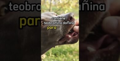 Alimentos prohibidos para reptiles mascota explicada por veterinarios