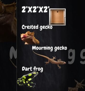 Cómo elegir el tamaño adecuado para la casa de tu reptil duraderas