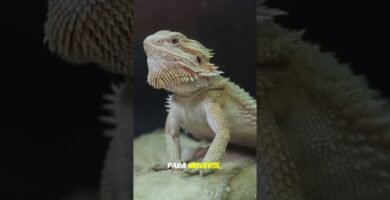 Cómo elegir el tamaño adecuado para la casa de tu reptil en interiores