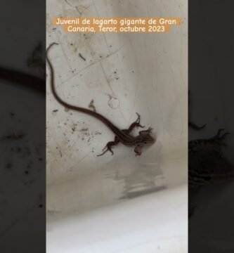 Cómo elegir el tamaño adecuado para la casa de tu reptil sin riesgos de escapes