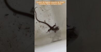 Cómo elegir el tamaño adecuado para la casa de tu reptil sin riesgos de escapes